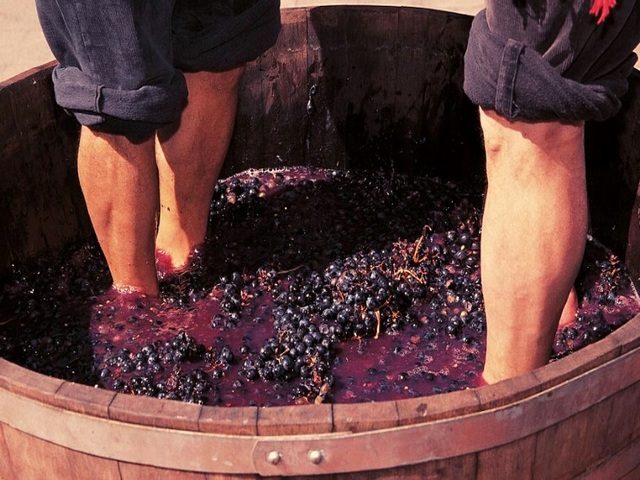 Vindima na Rioja